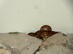 Trimorphodon paucimaculatus