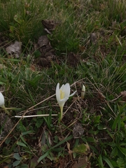 Crocus vallicola