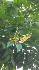 Pterocarpus officinalis