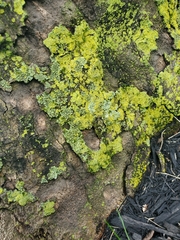 Candelariella