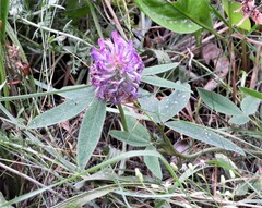 Trifolium medium