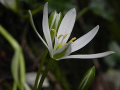 Ornithogalum