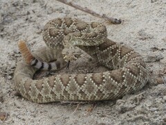 Crotalus scutulatus