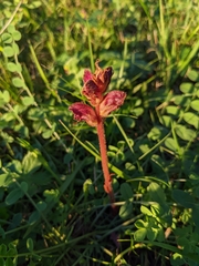 Orobanche gracilis