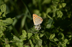Lycaena thersamon