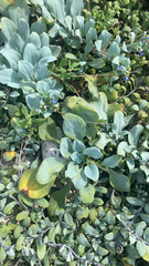 Mertensia maritima