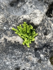 Selaginella eclipes
