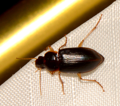 Notiobia terminata