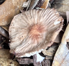 Collybiopsis villosipes