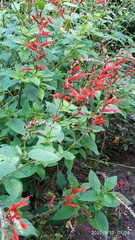 Salvia elegans