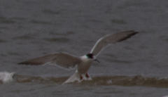 Sterna hirundo