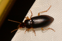 Notiobia terminata