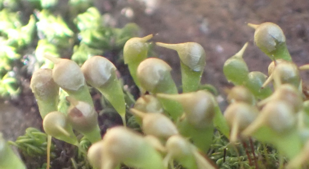 Entosthodon clavatus
