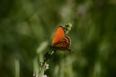 Lycaena thersamon