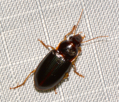 Notiobia terminata