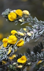 Aspalathus nickhelmei