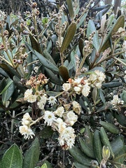 Miconia squamulosa