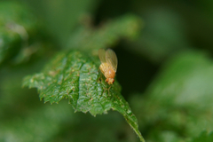 Brachycera
