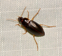 Notiobia terminata