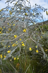 Aspalathus nickhelmei