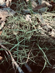 Muhlenbergia utilis