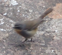 Cossypha caffra caffra