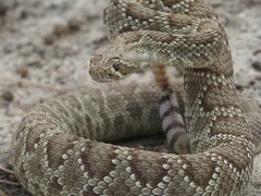 Crotalus scutulatus