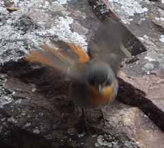 Cossypha caffra caffra