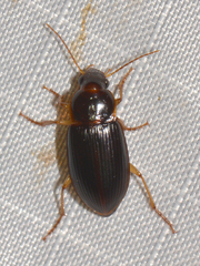 Notiobia terminata