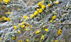 Aspalathus nickhelmei