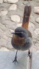 Cossypha caffra caffra