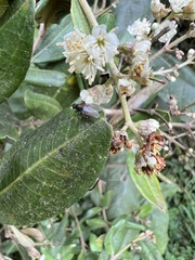 Miconia squamulosa