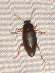 Notiobia terminata