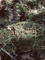 Muhlenbergia utilis