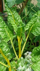 Beta vulgaris cicla
