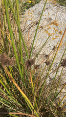 Bolboschoenus maritimus