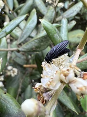 Miconia squamulosa