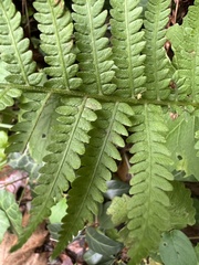 Deparia petersenii