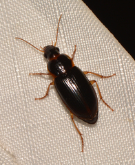 Notiobia terminata