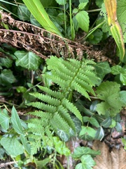 Deparia petersenii
