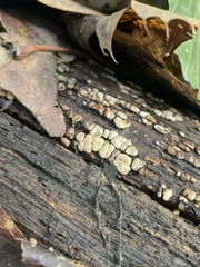 Xylobolus frustulatus