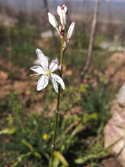 Chlorophytum graminifolium