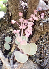 Crassula nemorosa