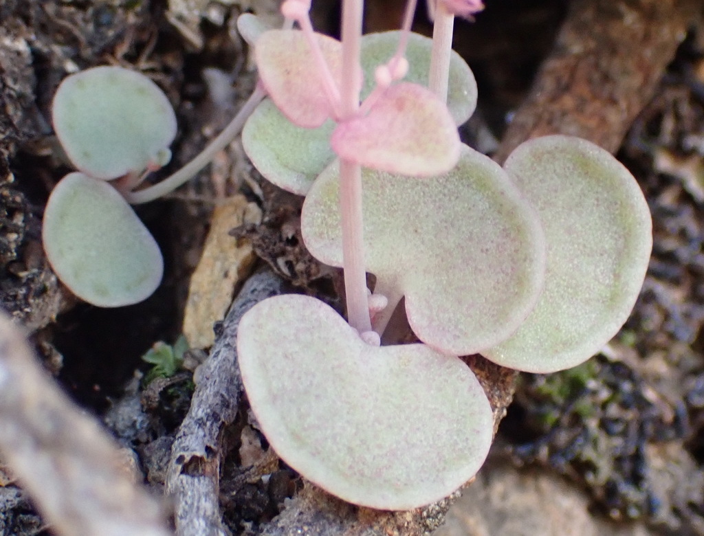 Septas nemorosa (Eckl. & Zeyh.) P.V.Heath 2