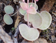 Crassula nemorosa