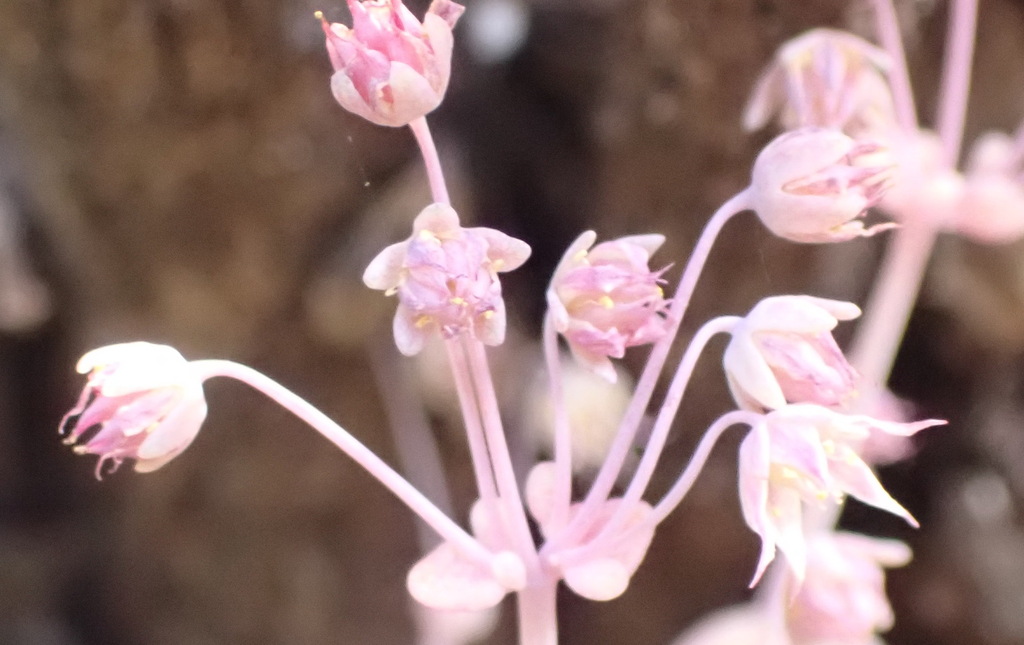 Septas nemorosa (Eckl. & Zeyh.) P.V.Heath