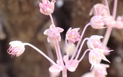 Crassula nemorosa