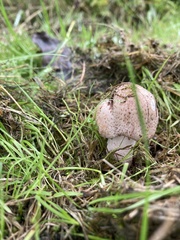 Agaricus