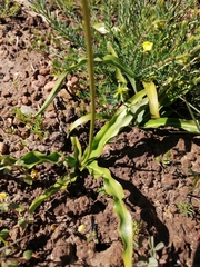 Chlorophytum graminifolium