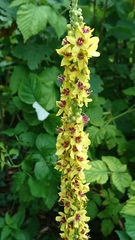 Verbascum chaixii